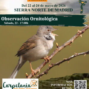 Observación Ornitológica